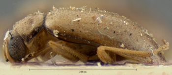 Media type: image;   Entomology 18401 Aspect: habitus lateral view
